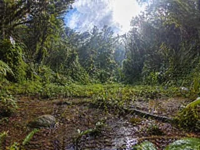 Example generated from “Rainforest Clearing with Speckle Artifacts”