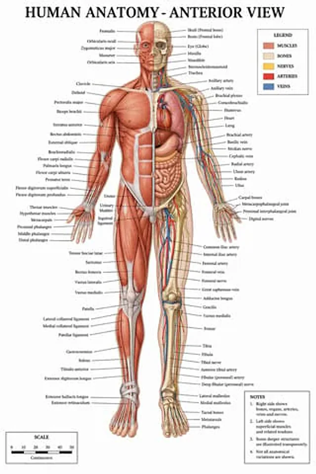 Example generated from “Detailed Medical Anatomy Infographic”