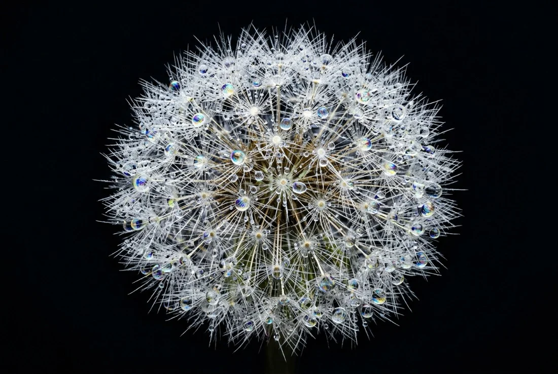 Macro Botanical Detail