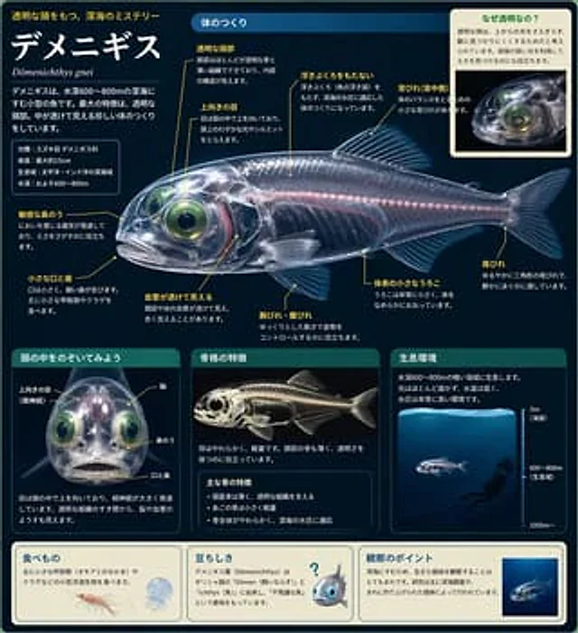 Example generated from “Barreleye Fish Anatomy Encyclopedia”