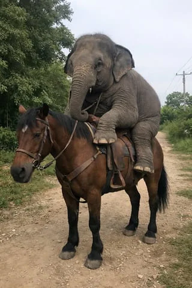 Example generated from “Elephant Riding a Horse”