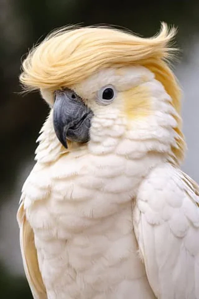 Example generated from “Cockatoo with a Comb-Over”