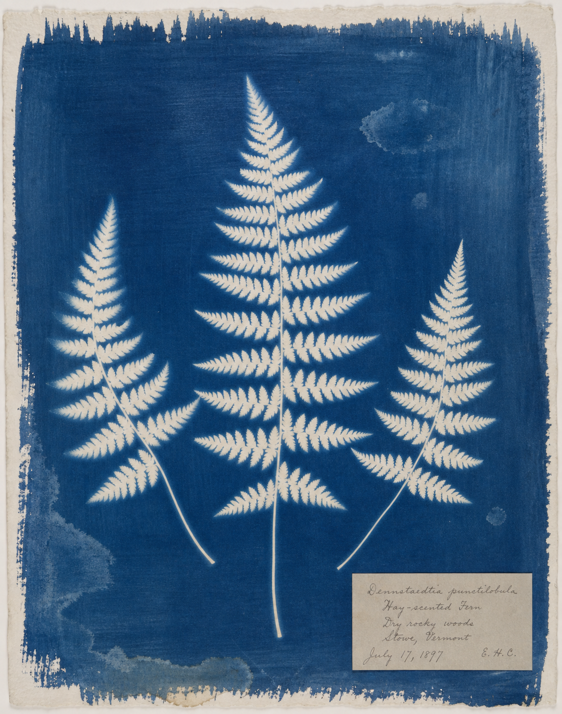 Example generated from “Fern Herbarium Cyanotype-Style Illustration — Shuryne · MIT”