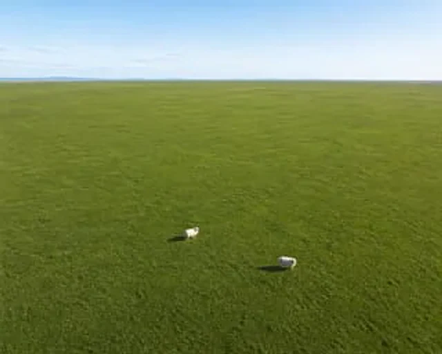 Example generated from “Aerial View of Vast Grassy Plain with Two Sheep”